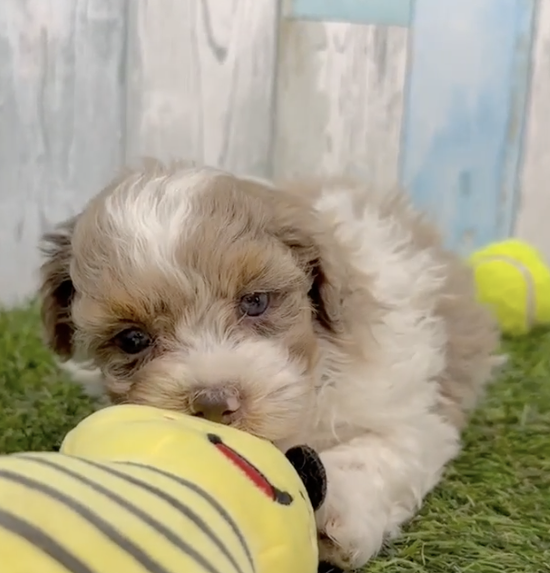 cream and white havapoo puppy sitting next to a yellow toy